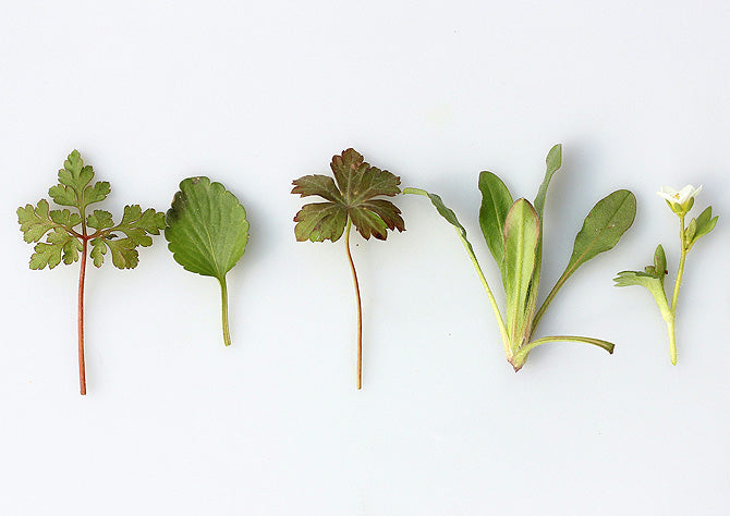 Naturkosmetik Abelbeck Kräuter Wirkstoffkosmetik Dr.Hauschka TEAM DR JOSEPH VITALIS Dr Joseph Oceanwell